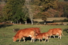Limousin cattle